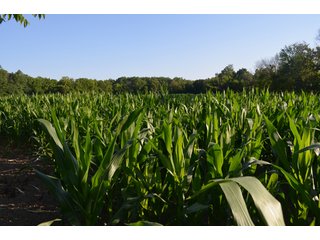 Property photo 10 - 64 Acre Farm Offered in 4 Tracts or in Combinations - Real Estate Auction